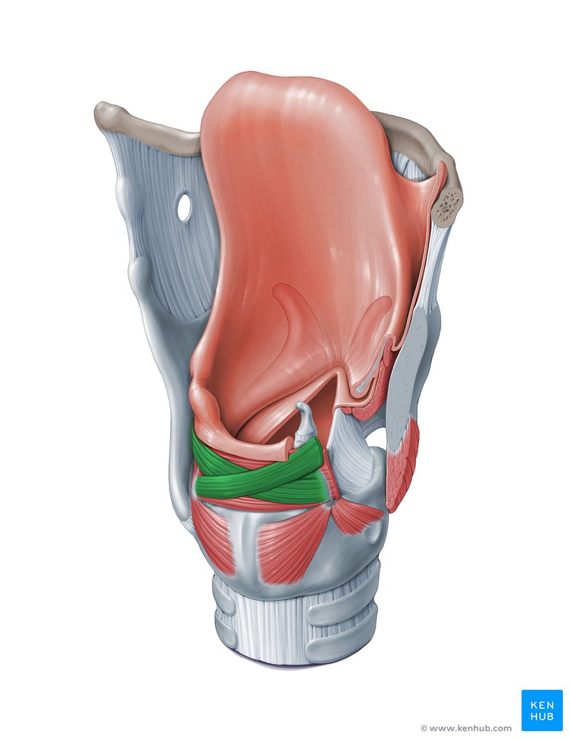 <p>F: Adduct vocal folds</p>