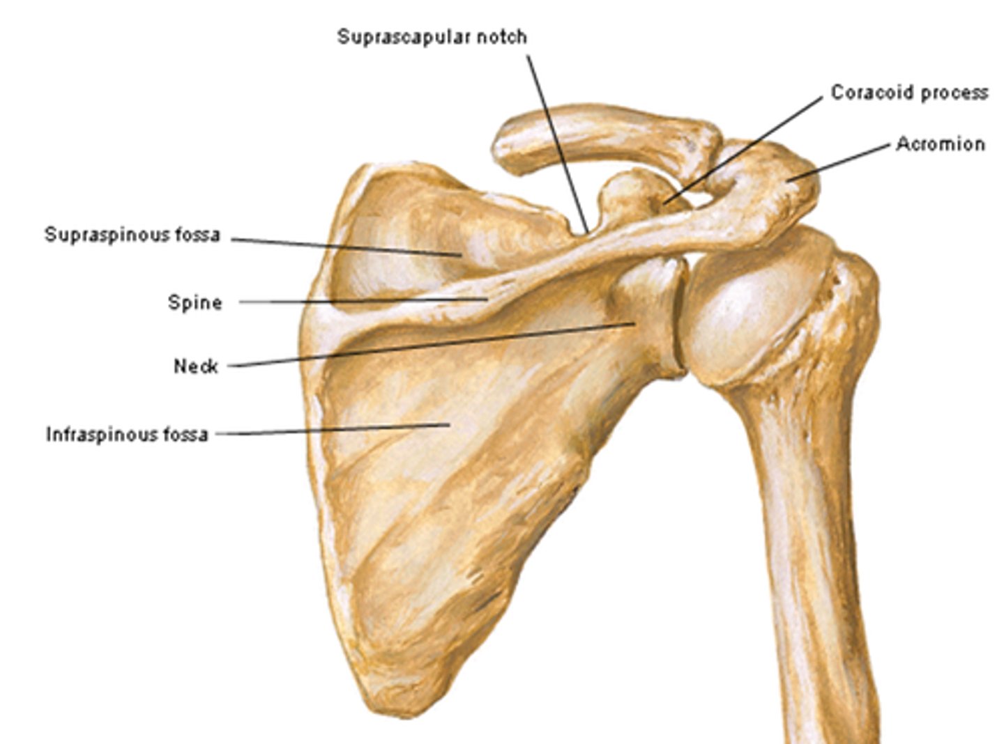 <p>- spine of scapula</p><p>- acromion</p><p>- supraspinous fossa</p><p>- infraspinous fossa</p>
