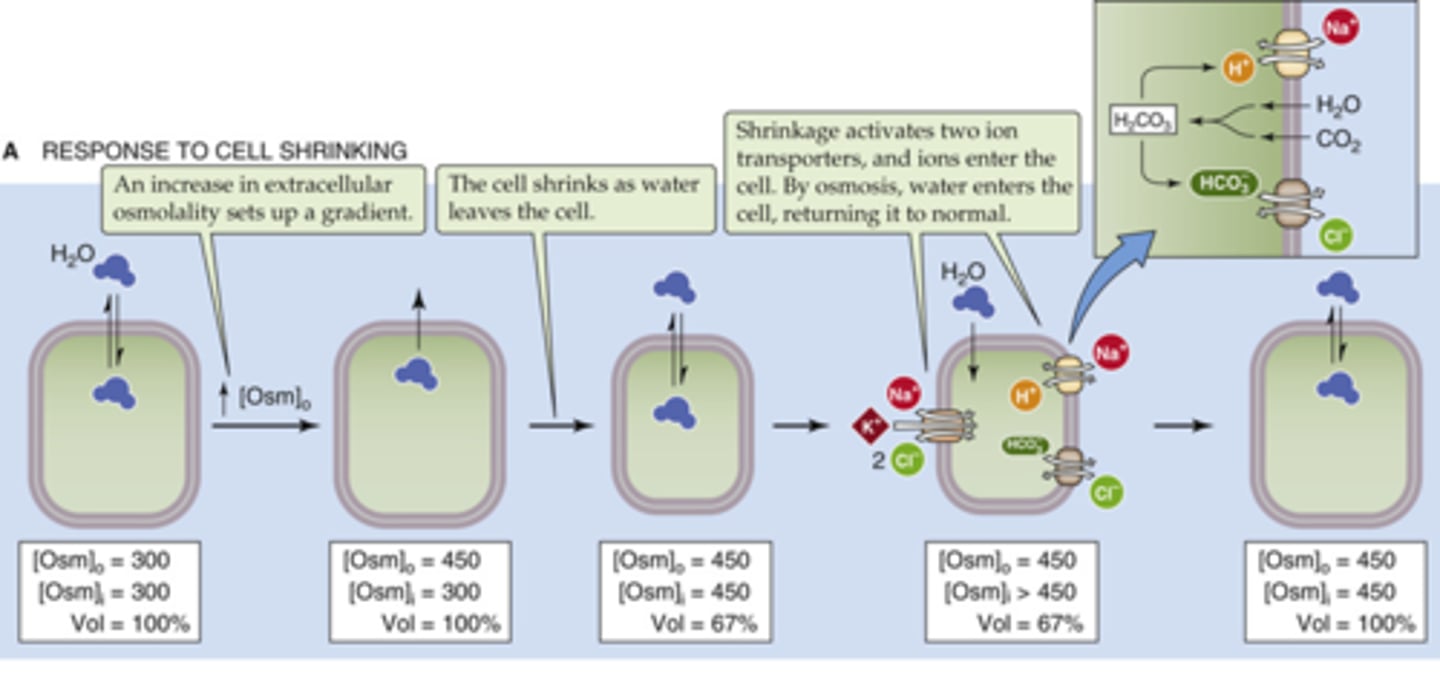<p>brings ions in and water will follow, uses permeable solutes to achieve this (bringing in solutes can be detrimental to the cell)</p>