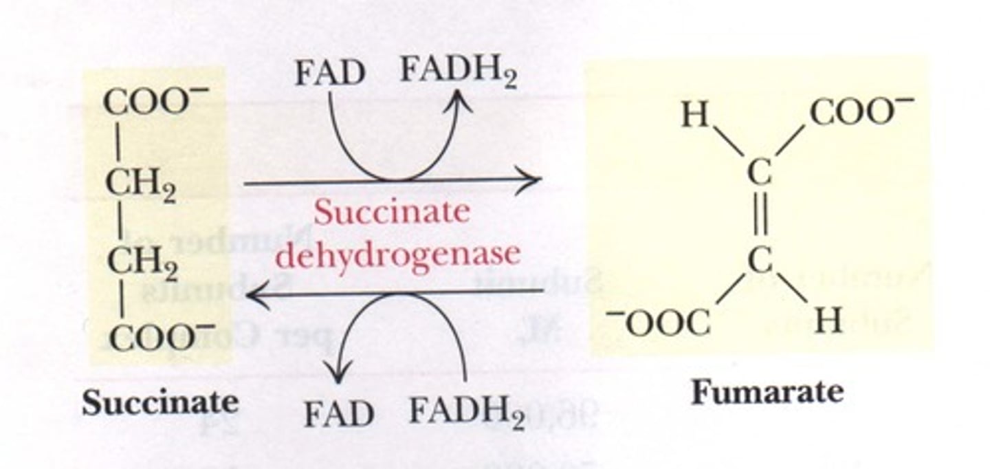 <p>False. Succinate Dehydrogenase can be considered a Flavoprotein because it is covalently bound to FAD.</p>