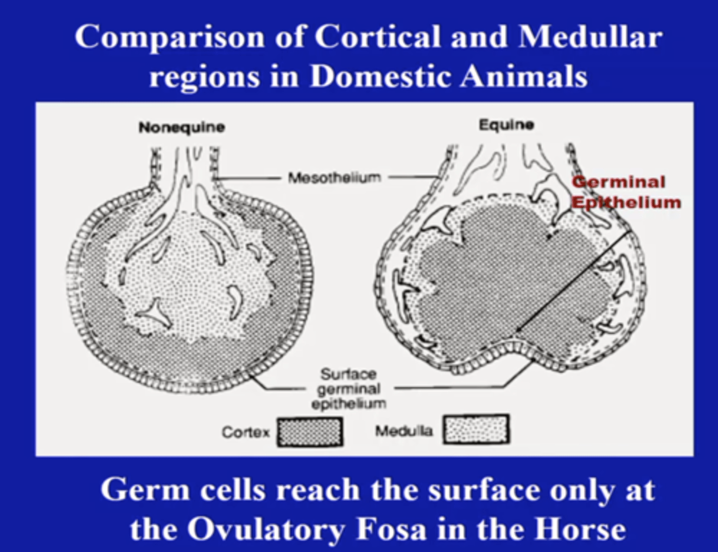 <p>1. medulla and cortex are reversed (medulla outer, cortex inner)</p><p>2. follicles and corpora lutea are located in the interior of the ovary</p><p>3. ovulation occurs at the ovulation fossa</p>