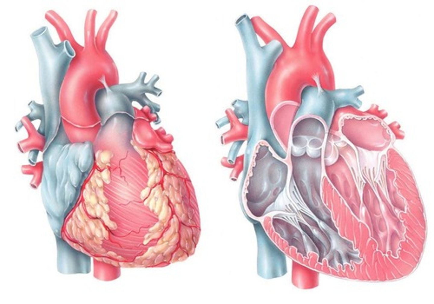 <p>Blood vessels that supply blood to the heart muscle itself.</p>