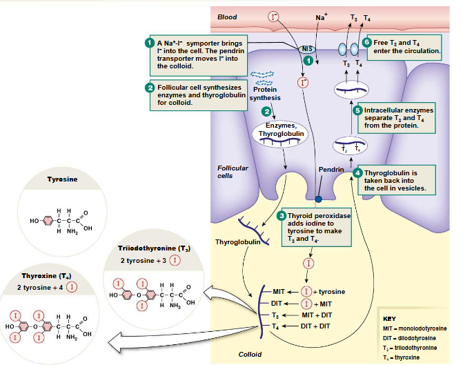 <p>thyroid hormones are made in the thyroid gland from iodine and tyrosine and are stored in the colloid.</p><p>Iodine ion moves into the cell from a NIS (Na I Symporter) → The thyroid hormone precursor thyroglobulin is synthesized for the colloid → iodine and thyroglobulin in the colloid → thyroid peroxidase adds iodine to tyrosine → if one iodine is added, it is monoiodotyrosine (MIT) . If another iodine is added to MIT, it is called dioiodotyrosine (DIT). If MIT and DIT are added together, it is T3 or triiodothryonine. If DIT and DIT are added together, there is T4 or thyroxine → Once T3 and T4  are made, the thyroglobulin with them is taken back into the cell in a vesicle → Once in the cell, enzymes separate T3 and T4 from thyroglobulin → T3 and T4 enter the circulation → Since T3 is a lot more active than T4, T4 is converted to T3 in target tissues. </p><p></p><p>TSH, thyroid stimulating hormone, stimulates the creation of enzymes required for T3 and T4 synthesis. </p><ul><li><p>Works through adenylyl cyclase </p></li></ul><p></p><p>Thyroid hormones have diff functions</p><ul><li><p>Metabolic: change metabolic rate, oxygen consumption, heat production, protein degradation, lipolysis.</p></li><li><p>Nervous system: Can enhance speech, reflexes, and thinking.</p></li><li><p>Growth</p></li><li><p>Cardiovascular: Enhances heart rate, blood flow, increases beta adrenergic receptors.</p></li><li><p>Muscular</p></li></ul><p></p>