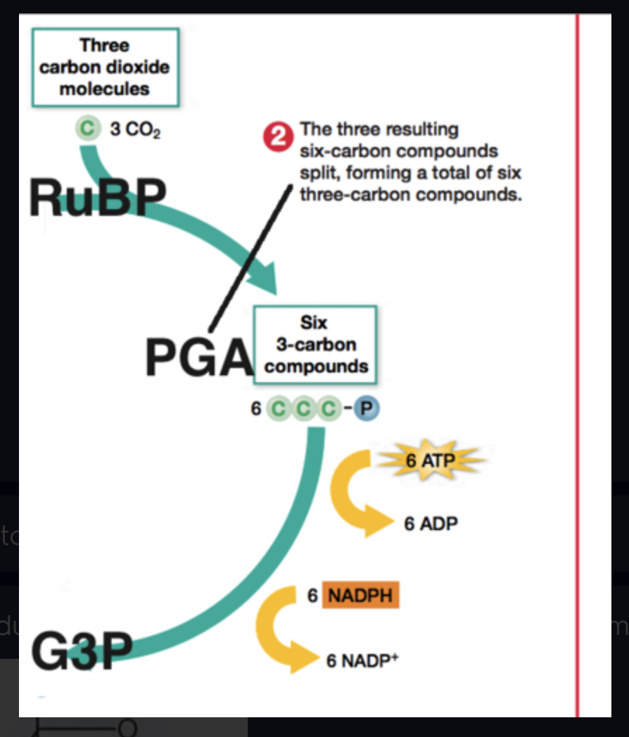 <p>Three-carbon sugar produced in the Calvin cycle. (3 turns makes one of these)</p>