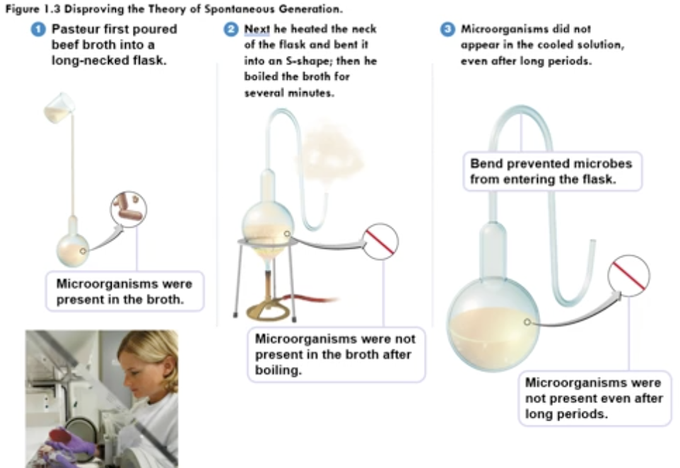 <ul><li><p>S-shape flask experiment</p></li><li><p>aseptic technique</p></li><li><p>People believed in spontaneous generation, but Pasteur believed spoilage or mold must have come from something</p></li><li><p>debunked spontaneous generation</p></li><li><p>showed the difference between fermentation, souring, and spoiling</p></li><li><p>contributed to Germ Theory of Disease</p></li></ul><p></p>