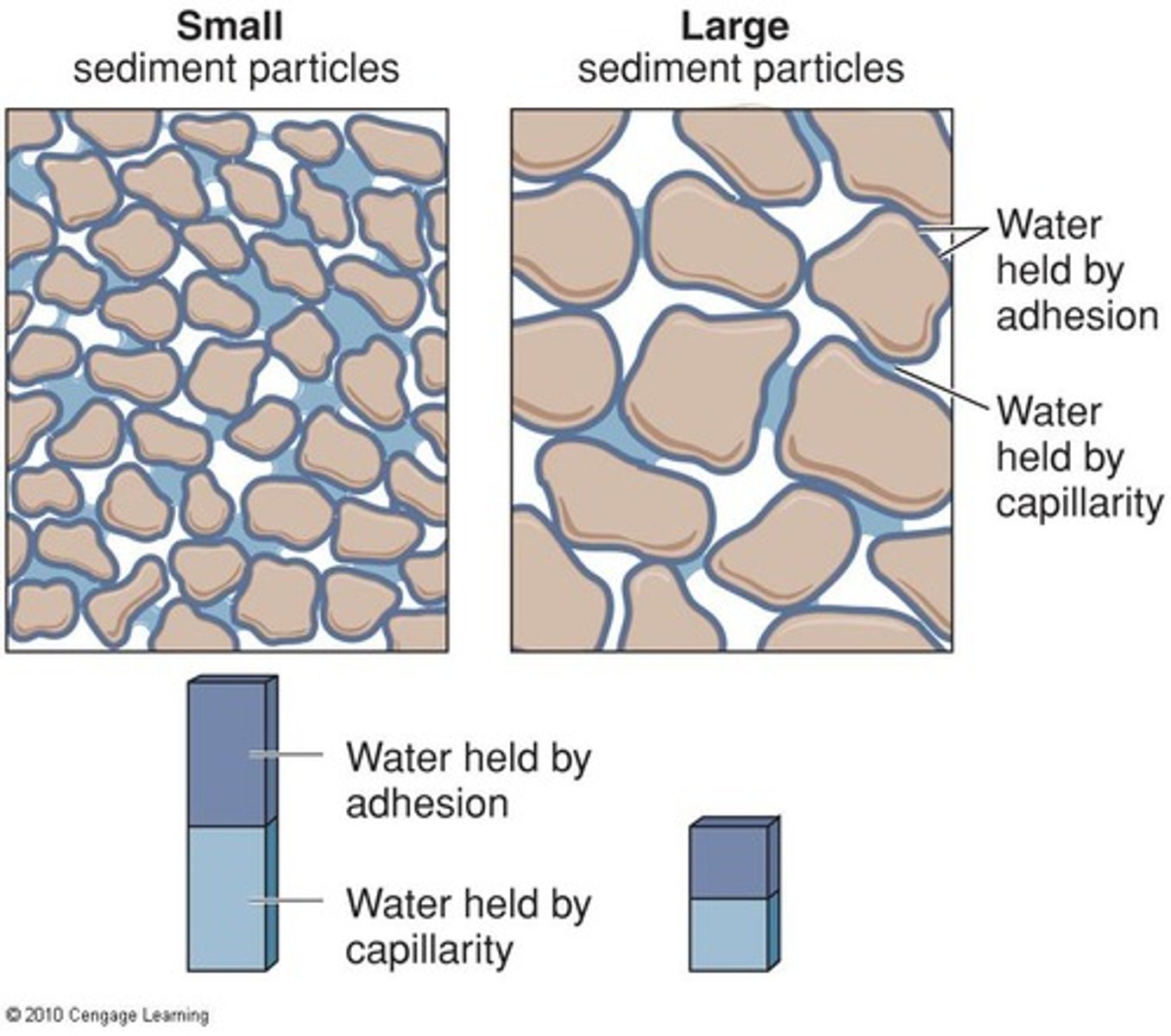 <p>Water rises in narrow spaces due to adhesion.</p>