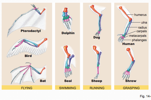 Leg of cat and human arm