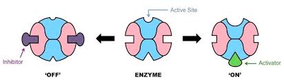 <p>can accelerate or inhibit production and enzyme activity by attaching to another part of the protein. this changes the shape of the active site which inhibits substrates from bonding and producing more products</p>