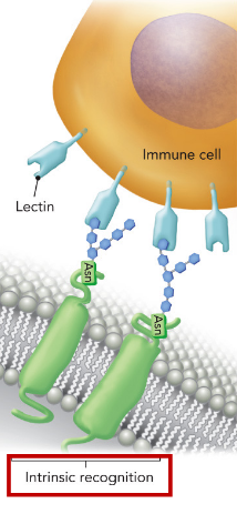 <p>binding of glycans to lectins within the same host cell (intracellular) or between host cells (intercellular)</p>
