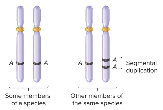 <p>A segment of DNA that varies in copy number among members of the same species. It may be missing a particular gene or may be a duplication. They are surprisingly common in animals and plants.</p><p>It may be caused by nonallelic homologous recombination, proliferation of transposable elements, or errors in DNA replication.</p><p>It is associated with schizophrenia, autism and other learning disabilities, susceptibility to infectious diseases, and cancer.</p>