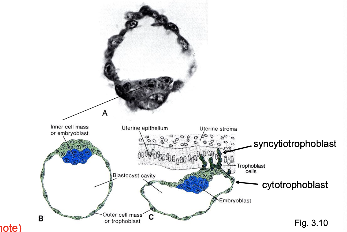 <ul><li><p>hollow asymmetric blastocyt</p></li><li><p>trophoblast</p></li><li><p>uterine epithelium</p></li><li><p>hCG</p></li></ul><p></p>