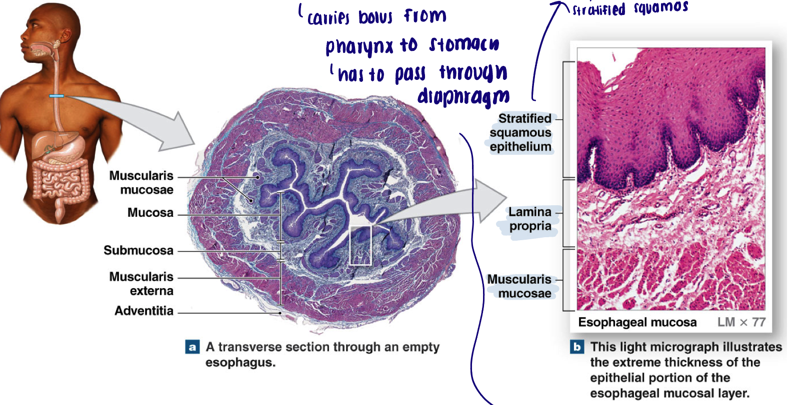 <ul><li><p>Muscular tube: 10 inches long; 0.8 inches in diameter</p></li><li><p>Upper 1/3 of the esophagus → striated muscle</p></li><li><p>Carries bolus from pharynx to stomach, has to pass through diaphragm</p><ul><li><p>Bolus enters the peritoneum via the esophageal hiatus (an opening in the diaphragm)</p></li></ul></li></ul><p></p>