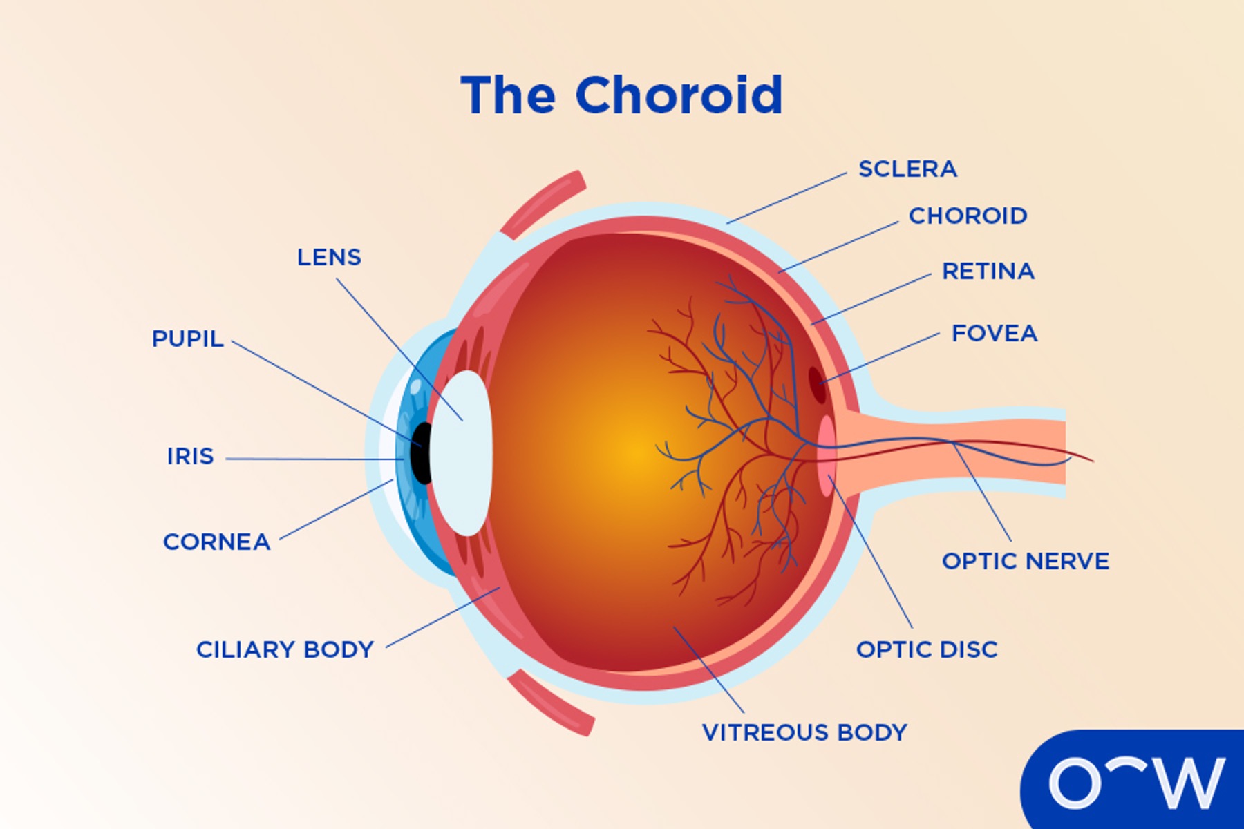 <p>vascular, middle layer of the eye</p>