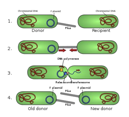 <ul><li><p><strong>Definition</strong>: two living cells intentionally share <strong>plasmid DNA</strong> through a connective structure known as a <strong>pilus</strong>&nbsp;</p></li><li><p>as close as prokaryotes get to sexual reproduction (still not quite the same thing)</p></li></ul><p></p>