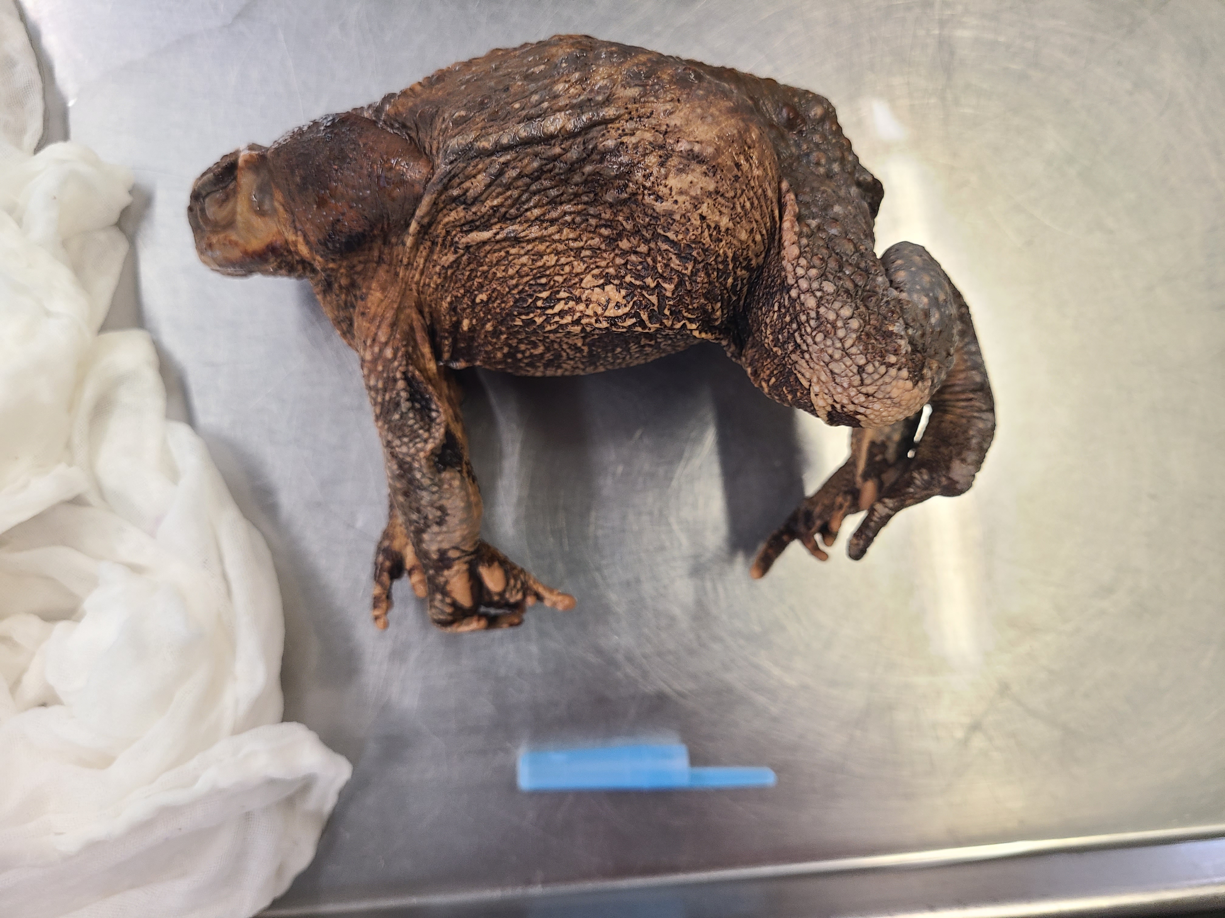 <p>Order and Family of Rhinella marina</p>