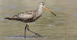 <p>forage, probe into mud, loud, long migrations, nest on wet locations in the arctic</p>