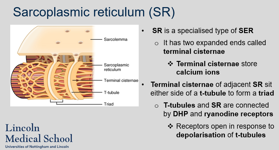 <p>The SR is a specialized type of smooth endoplasmic reticulum (ER) in muscle cells that stores and releases calcium ions. It has two expanded ends called terminal cisternae, which store calcium ions. The terminal cisternae of adjacent SR sit on either side of a T-tubule, forming a triad. The T-tubules and SR are connected by dihydropyridine (DHP) receptors on the T-tubule membrane and ryanodine receptors on the SR membrane. These receptors open in response to depolarization of the T-tubules, allowing calcium ions to be released from the SR into the cytoplasm of the muscle cell.</p>
