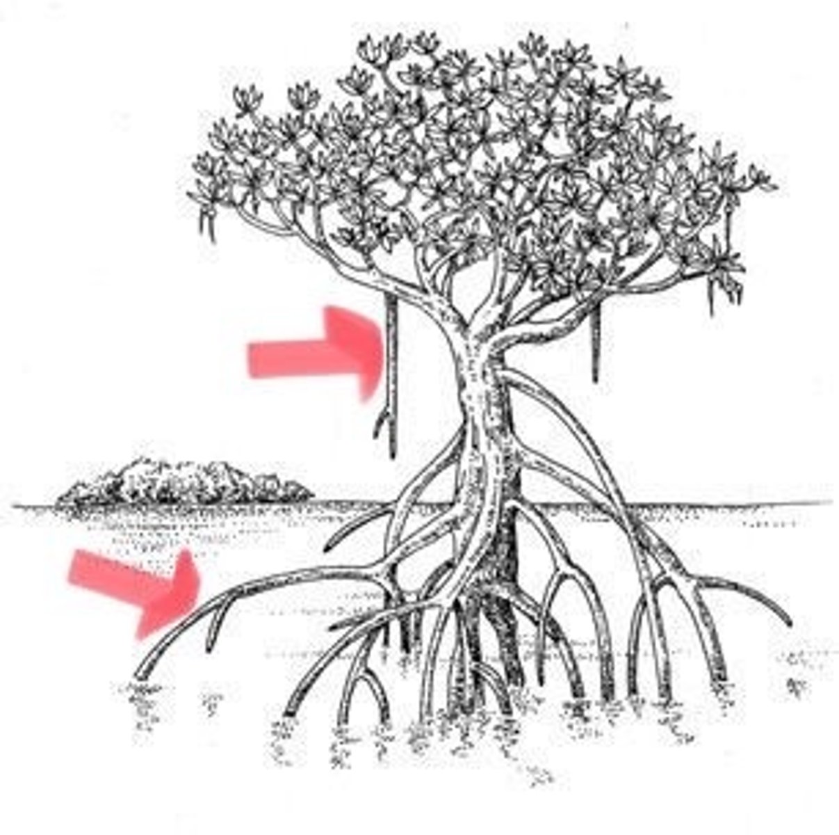 <p>roots grown from branches</p>