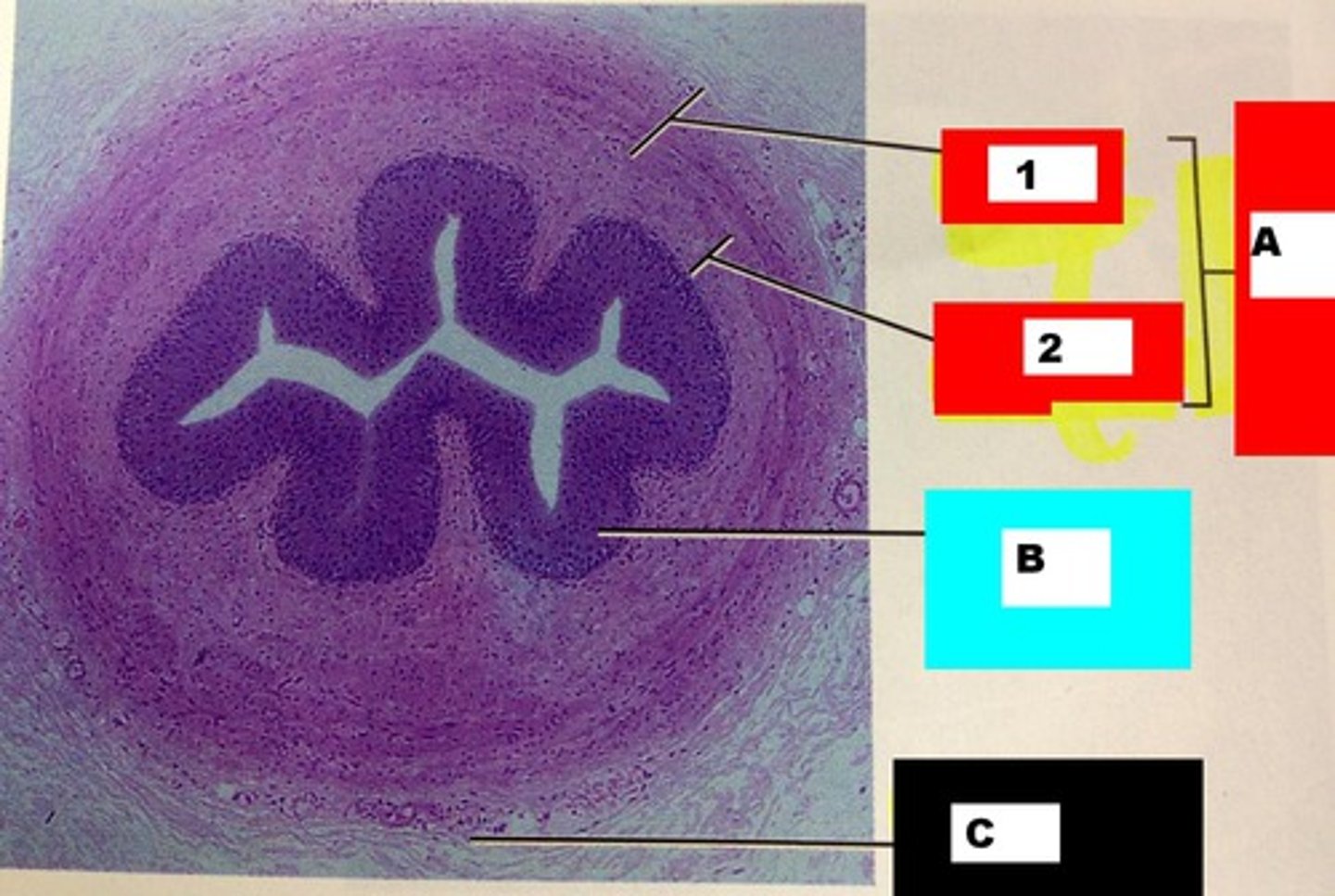 <p>Identify this urinary system structure (c)</p>
