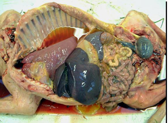 <p>Describe this post mortem finding of a foetus</p>