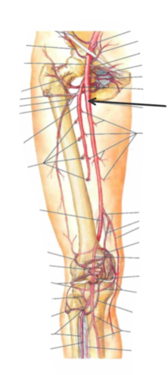 <p>identify the structure(s) indicated by the arrow</p>