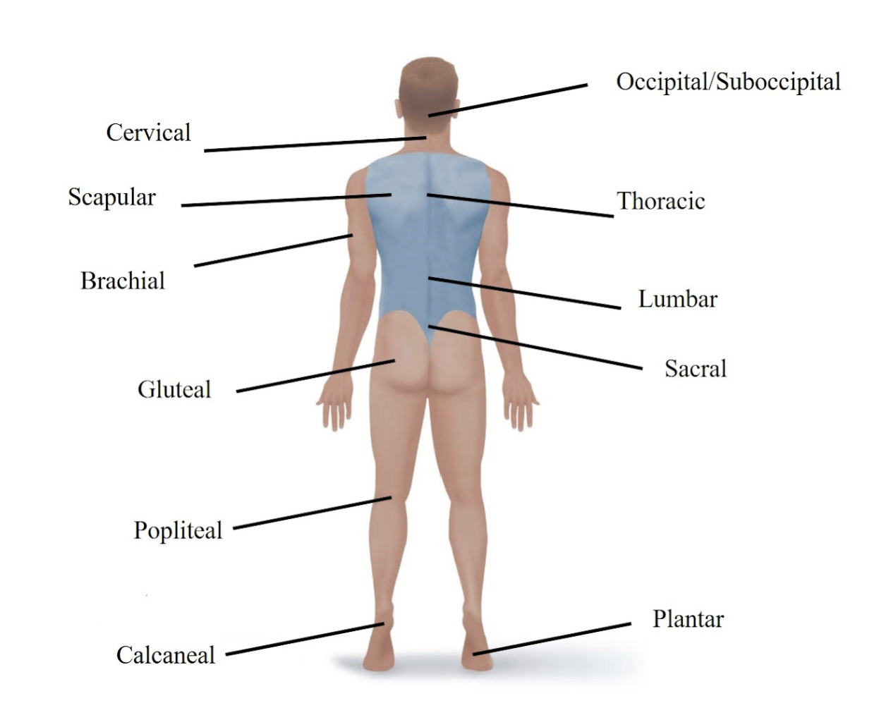 <p>Refers to the back of your head. </p>