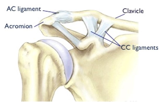 <p>Acromioclavicular joint</p>