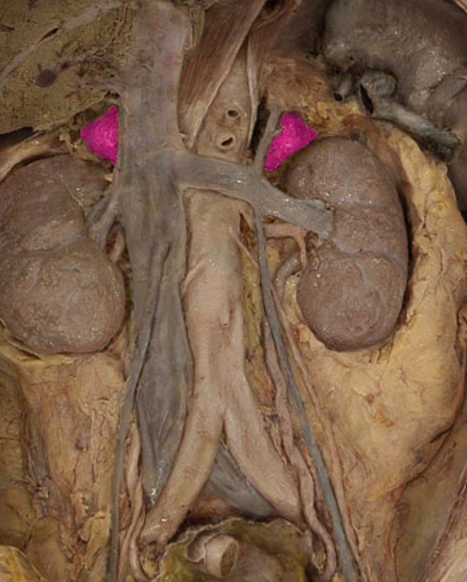 <p>(gland)</p>