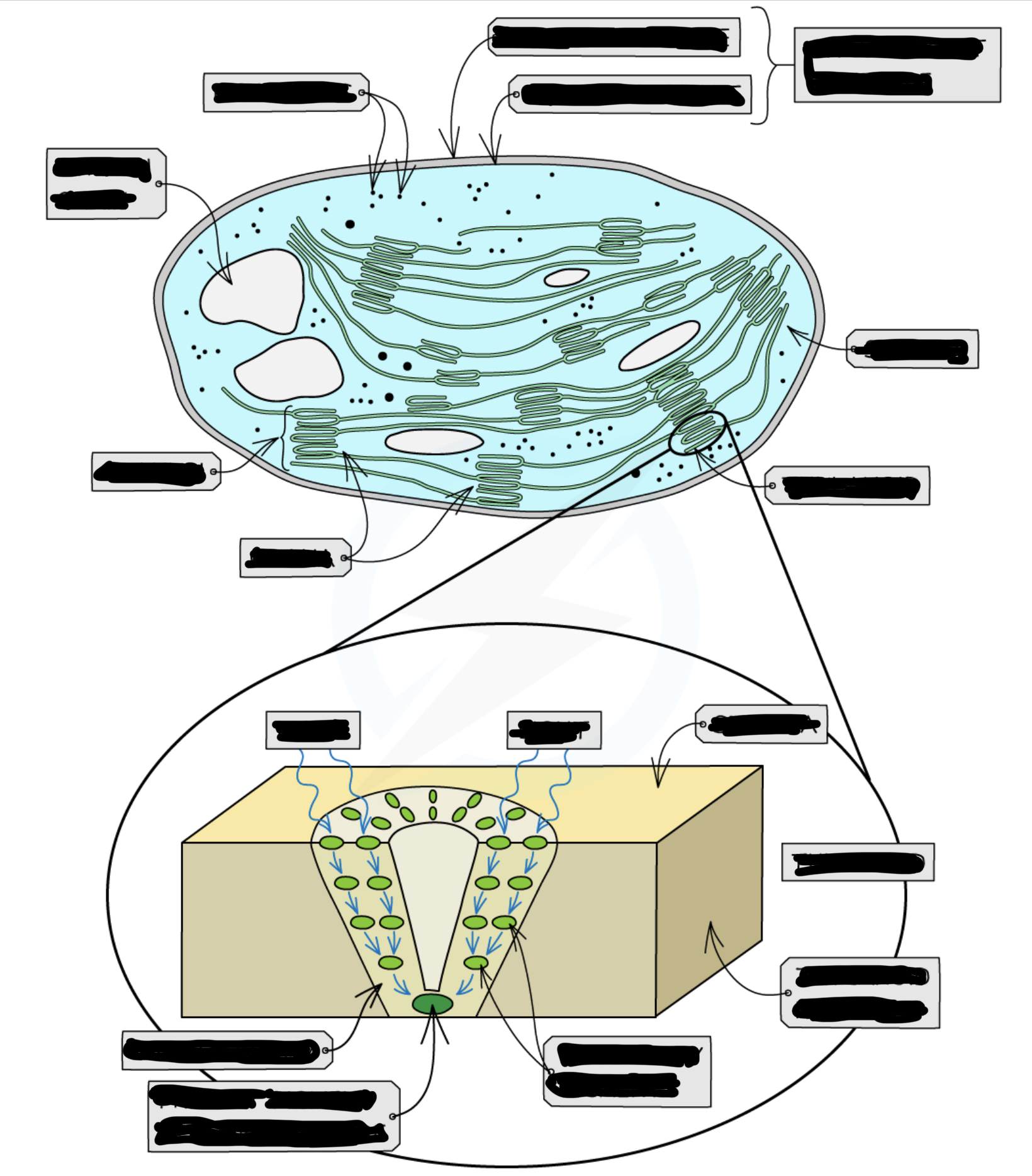 term image