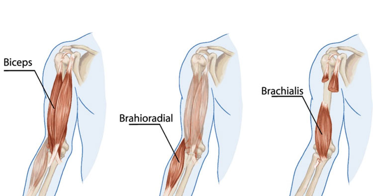 <p>Location:</p><ul><li><p><strong>front of the upper arm</strong></p></li><li><p><strong>between the shoulder and the elbow</strong></p></li></ul><p></p><p>Function:</p><ul><li><p><strong>flexion and supination of the forearm</strong></p></li></ul><p></p>