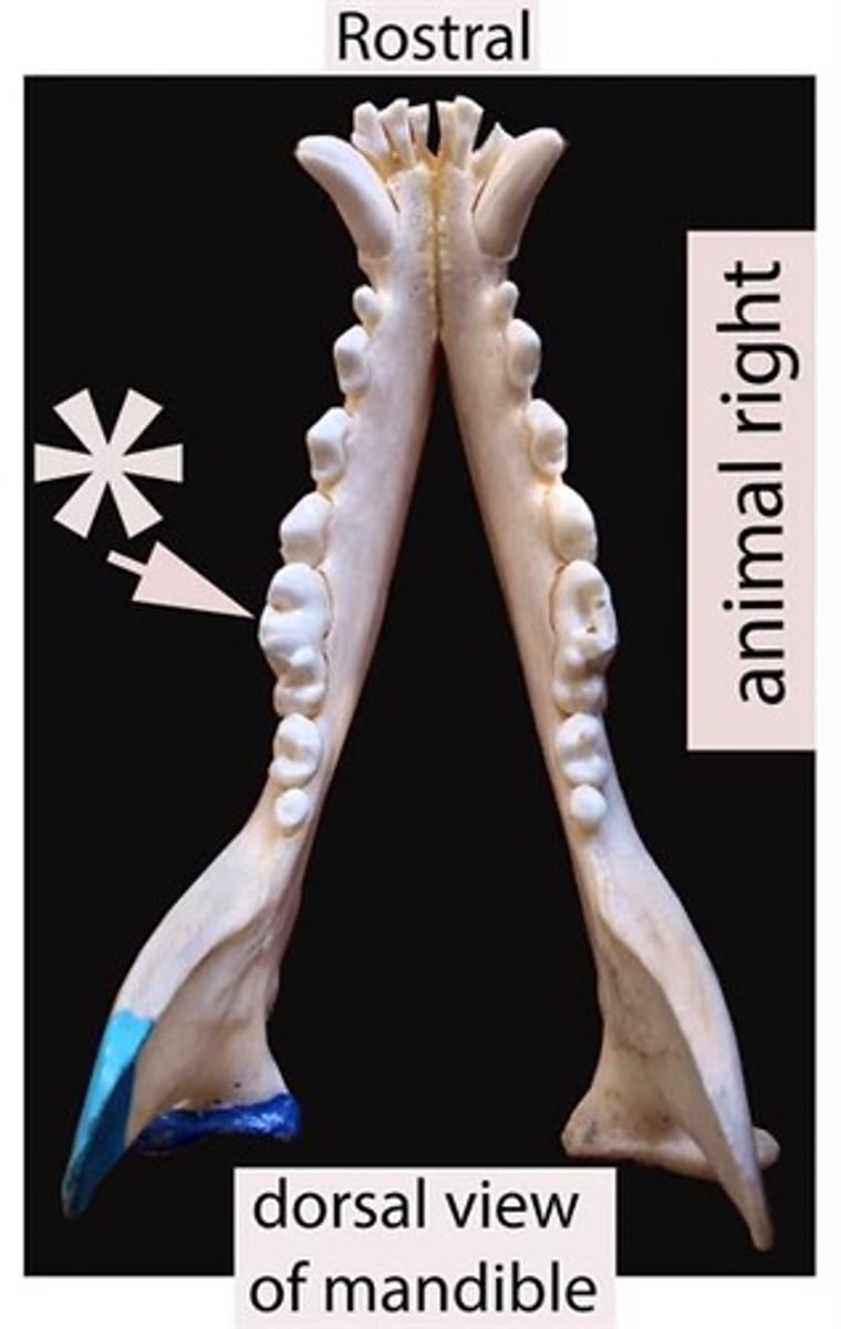 <p>Using the Triadan system, enter the three-digit number that corresponds to the tooth pointed at by the arrow.</p>