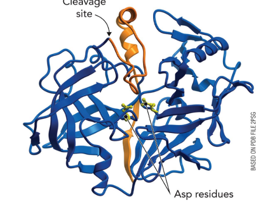 <p>Pepsinogen is a protease “zymogen” that is activated by autocleavage</p>