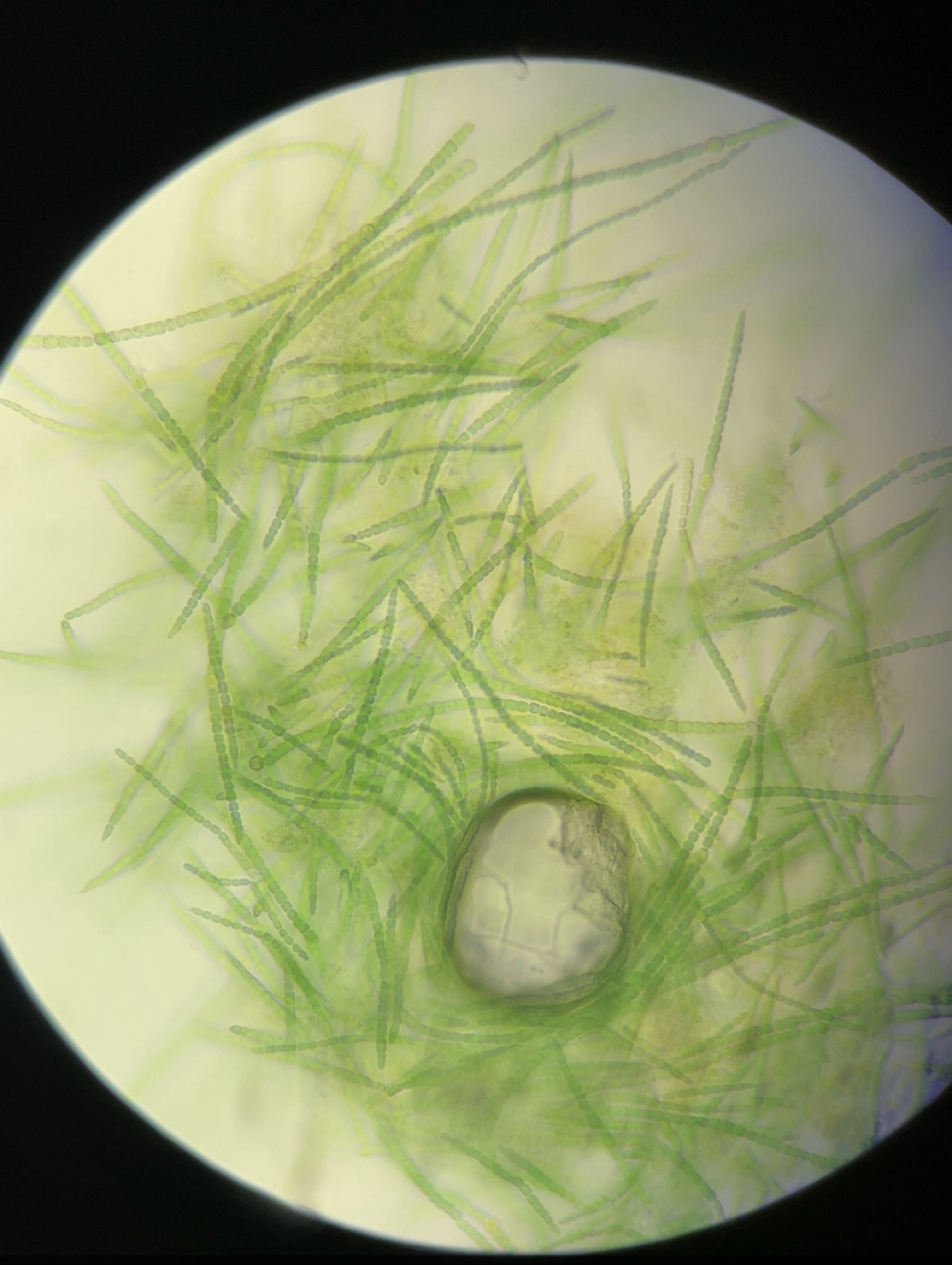 <p>Identify name, kingdom, domain, unicellular/multicellular</p>