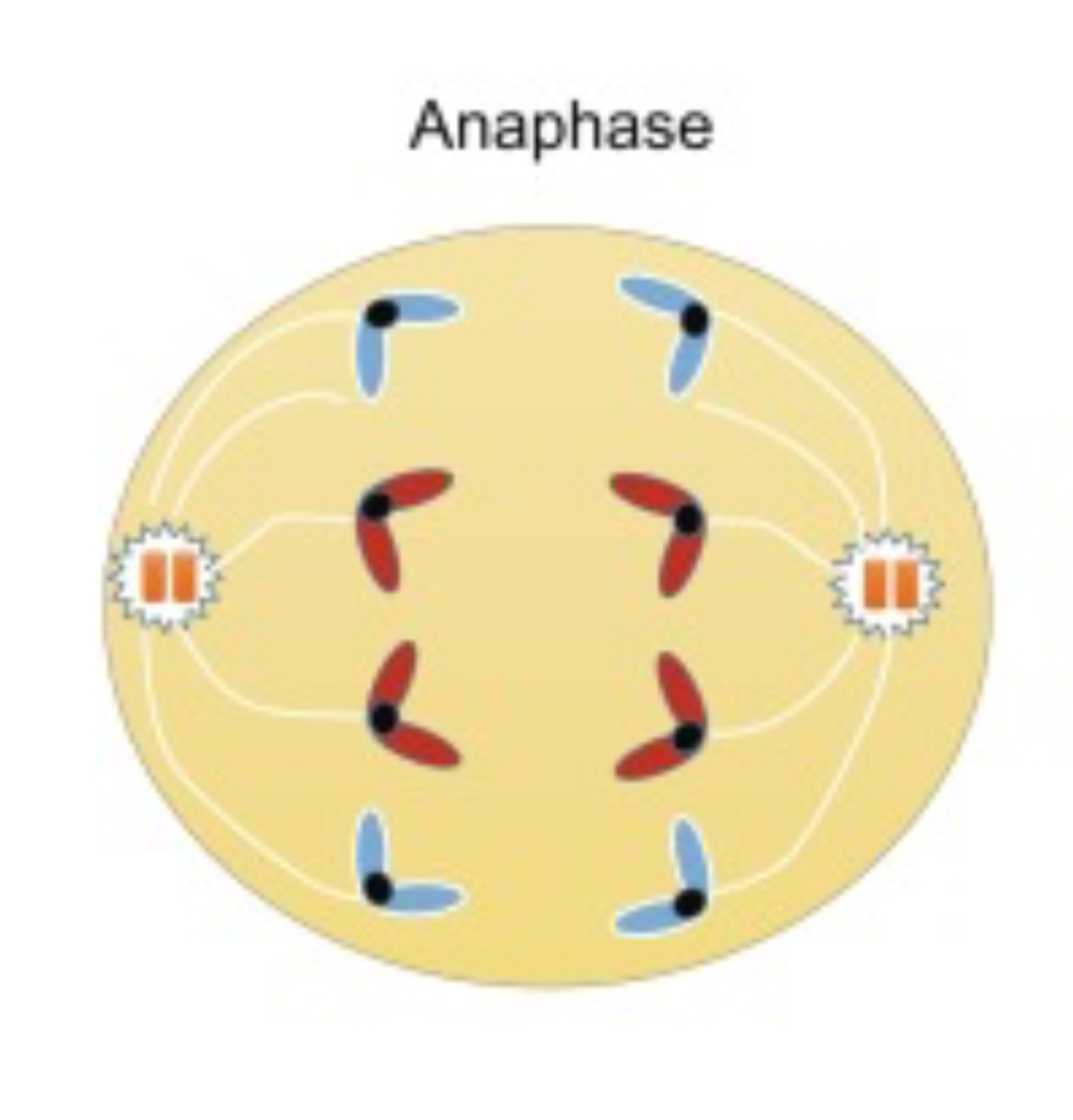 <ul><li><p>Sister chromatids are pulled to the opposite poles of the cell.Sister chromatids are pulled to the opposite poles of the cell.</p></li></ul>