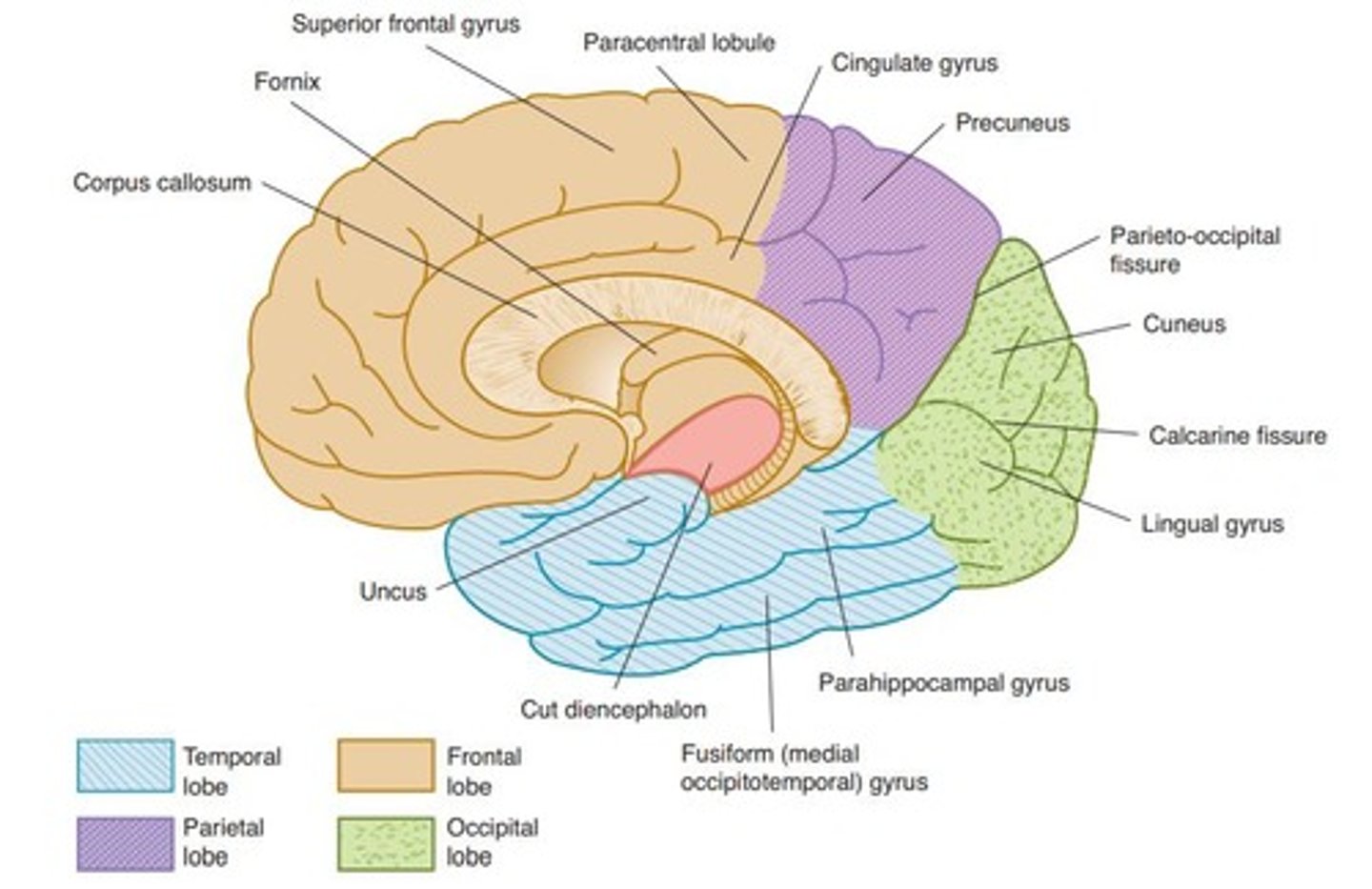 <p>Separates temporal lobe from frontal and parietal lobes.</p>