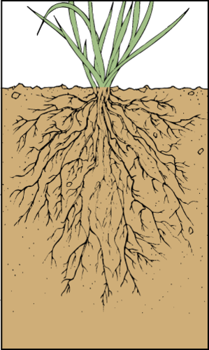 Underground plant organs that absorb water and minerals