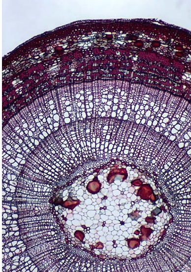 <p>Secondary growth is trees</p>