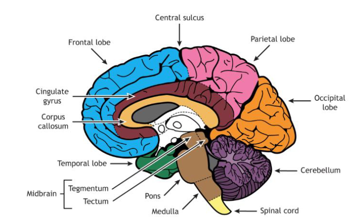 <ul><li><p>brain stem</p><ul><li><p>most inferior part, inside cranial cavity</p></li><li><p>similar appearance to spinal cord</p></li><li><p>composed of medulla oblongata, pons, and midbrain</p><p></p></li></ul></li><li><p>medulla oblongata</p><ul><li><p>most inferior part of brain stem</p></li><li><p>extends from foramen magnum to pons</p></li><li><p>composed primarily of ascending descending tracts</p></li><li><p>decussate- many of these nerve tracts cross midline</p></li><li><p>pyramids- large motor tracts that decussate</p><ul><li><p>fibers cross midline; why right side= left and left= right</p></li></ul></li><li><p>olives- lateral swellings of medulla where it has connections to the cerebellum through inferior cerebellar peduncles</p></li><li><p>some nuclei in medulla that maintain some basic life functions</p><ul><li><p>include involuntary centers for heart rate, respiratory rate, and blood flow (vessel diameter)</p></li></ul></li></ul></li></ul><p></p><ul><li><p>pons (“bridge”)/ pons variolii- </p><ul><li><p>part of the brain step superior to medulla</p></li><li><p>primarily ascending &amp; descending tract</p></li><li><p>connected to cerebellum through middle cerebellar peduncles</p></li><li><p>nuclei in pons that affect respiratory center of the medulla to help control breathing cycles</p></li><li><p>pneumotaxic area and the apneustic area- centers of pons</p></li></ul></li></ul><p></p><ul><li><p>midbrain/ mesencephalon</p><ul><li><p>part of brain stem superior to pons</p></li><li><p>contains the aqueduct of Sylvius</p></li><li><p>Superior cerebellar peduncles connect midbrain to cerebellum</p></li><li><p>cerebral peduncles- ventral part of midbrain consists of a pair of fiber bundles</p><ul><li><p>contain ascending and descending tracts that connect upper parts of the brain with lower parts of the brain and spinal cord</p></li></ul></li><li><p>tectum- dorsal part of the midbrain</p><ul><li><p>corpora quadrigemina- four small mounds</p><ul><li><p>superior colliculi- two upper mounds involved in reflexive movement of the eyes due to a visual stimulus</p></li><li><p>inferior colliculi- lower mounds involved in reflexive movement of the head and trunk due to an auditory stimulus. <strong>“STARTLE” REFLEX</strong></p></li></ul></li></ul></li></ul></li></ul><p></p><ul><li><p>substantia nigra- </p><ul><li><p>nucleus of cells near cerebral peduncles</p></li><li><p>involved with regulating SUBCONSCIOUS muscle movement</p></li><li><p>area degenerates in people with Parkinson’s disease</p></li></ul></li><li><p>reticular formation</p><ul><li><p>dispersed gray matter located in the spinal cord, medulla, pons, and midbrain</p></li><li><p>functions in the level of consciousness and arousal from sleep</p></li></ul></li></ul><p></p>