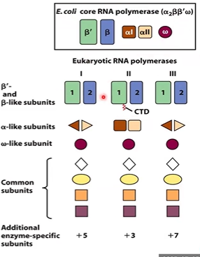 <p><strong>RNA poly 2, </strong>makes mRNA and ncRNA (c term tail)</p><p>RNA poly 1 makes rRNA</p><p>RNA poly 3 makes tRNA and ncRNAs</p><p>similar to prokaryotic core enzyme</p>