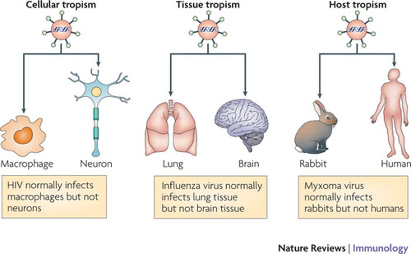 <p>a particular virus targeting a particular tissue (based on presence of receptor for entry)</p>