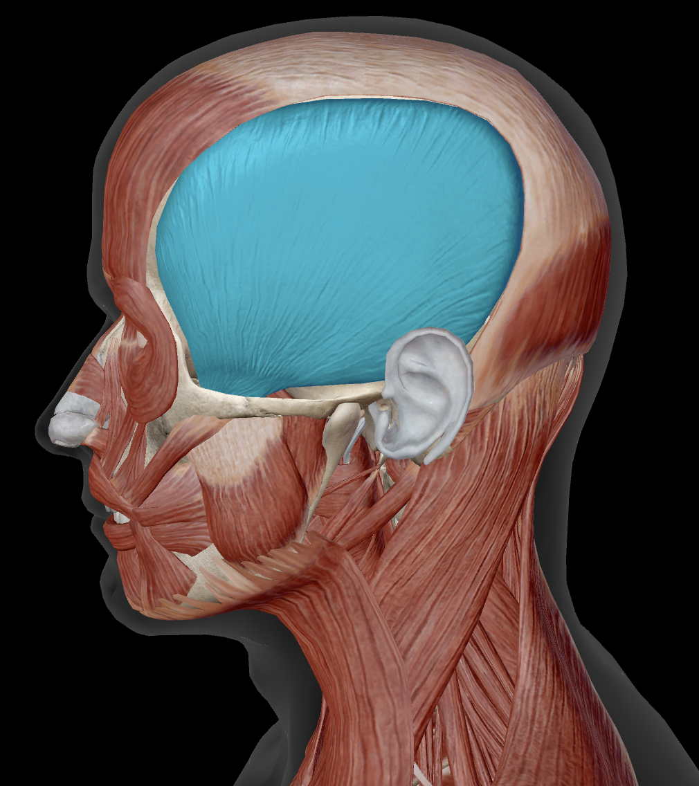<p>Where does temporalis originate?</p>