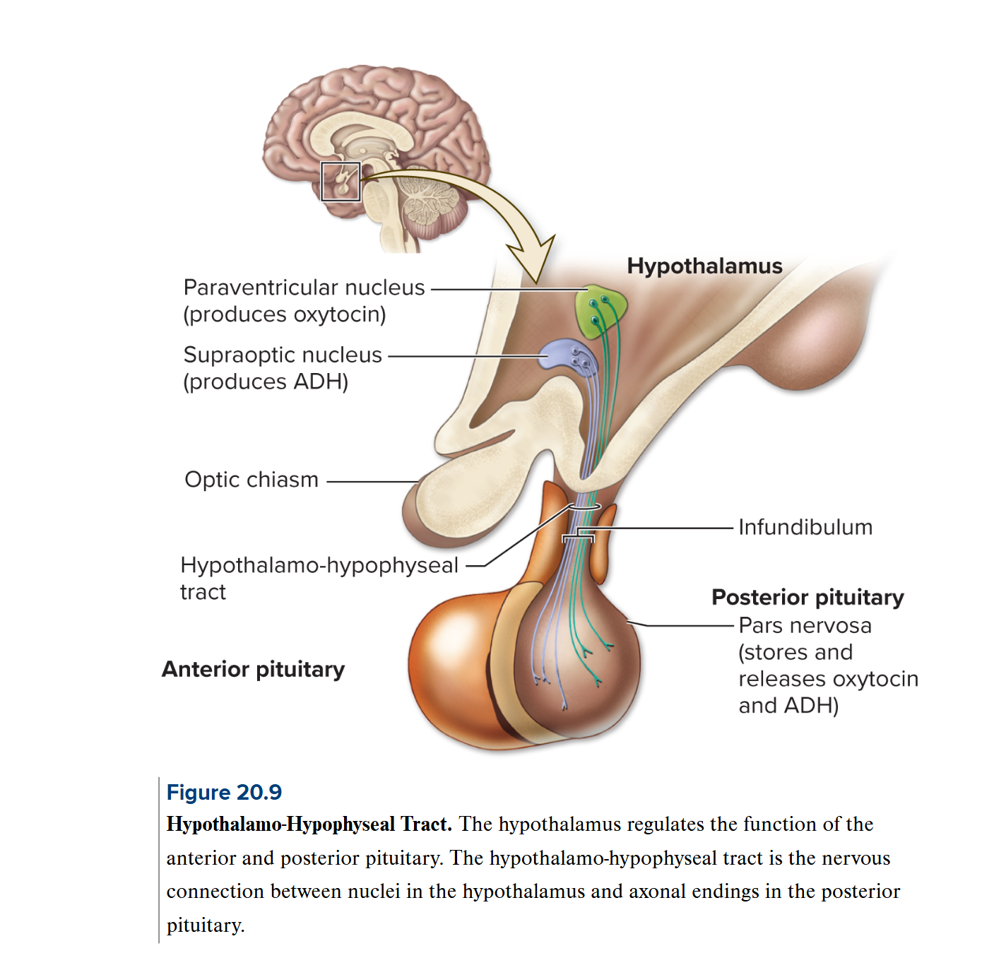 <p>Pituitary gland: Posterior pituitary (neurohypohysis)</p>