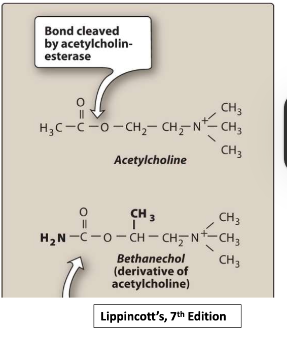 <ul><li><p><span>Directly stimulates muscarinic receptors, causing </span><strong><span>increased intestinal motility and tone</span></strong></p></li><li><p><span>&nbsp;It also stimulates the detrusor muscle of the bladder stimulating </span><strong><span>urination.</span></strong></p></li></ul><p></p>