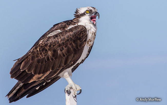 Accipitriformes - Pandionidae - Pandion haliaetus