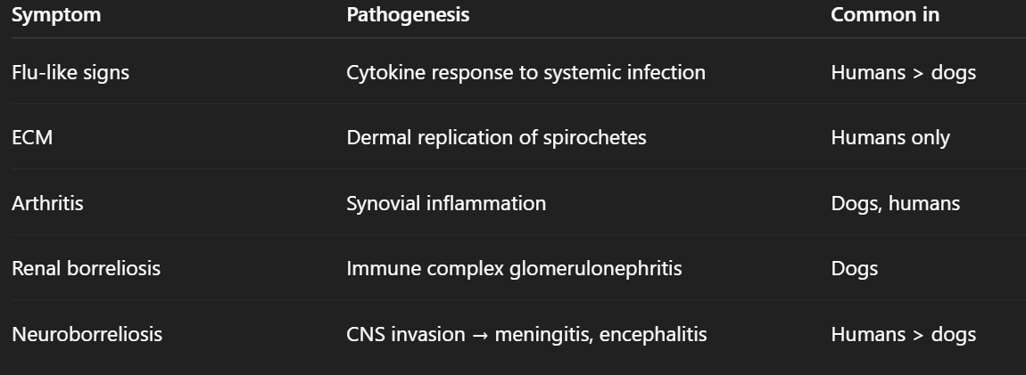 <p>Influenza-like symptoms, erythema chronicum migrans, joint degeneration and pain, renal borreliosis (glomerulonephritis), neuroborreliosis (meningitis, encephalitis)</p>