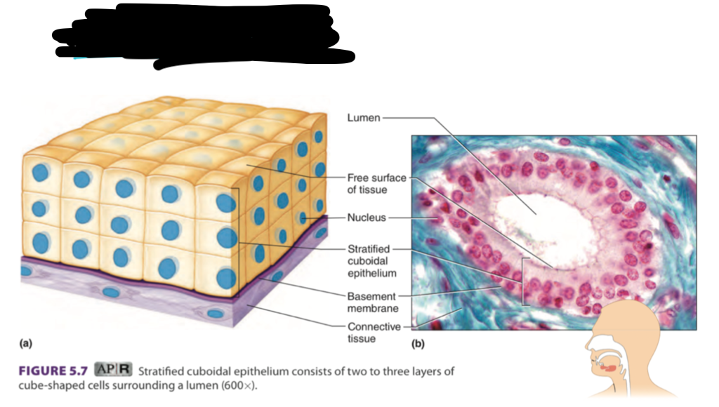 <ul><li><p>2 or 3 layers </p></li><li><p>provides protection </p></li><li><p>found in mammary, glands (sweat, salivary), pancreas, reproductive </p></li></ul><p></p>