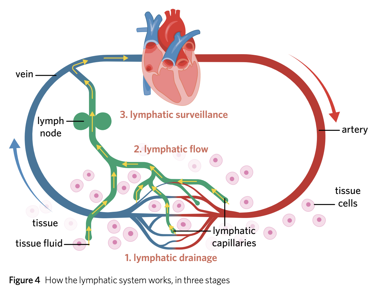 <ol><li><p>Lymphatic drainage</p></li><li><p>Lymphatic flow</p></li><li><p>Lymphatic surveillance </p></li></ol><p></p>