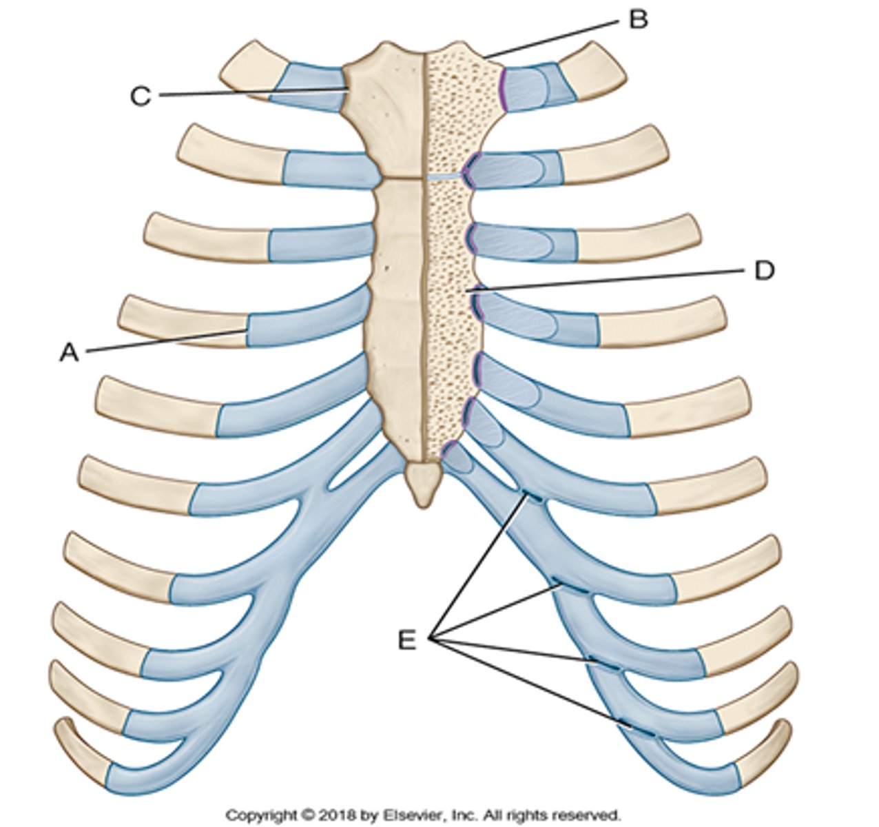<p>costal cartilage, sternal end (labeled A)</p>