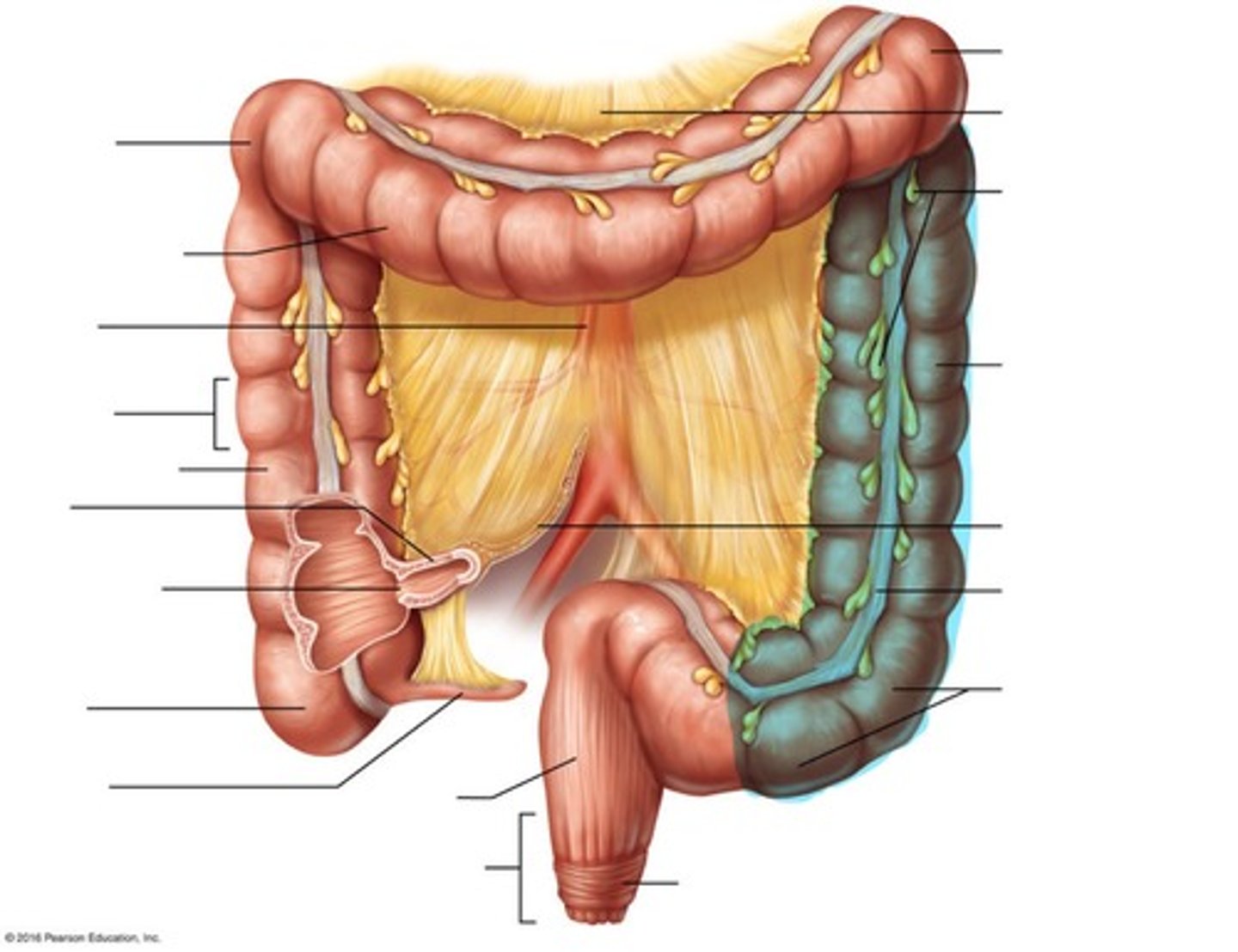<p>Colon on the left side of the body that goes down</p>
