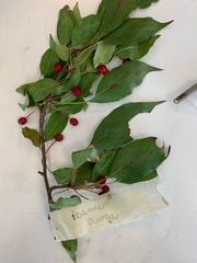 Malus baccata